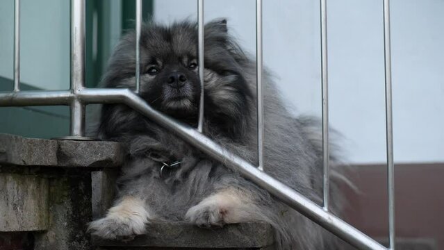 a fluffy tired keeshond is lying on the stairs in front of the house. His snout is between the railing.
