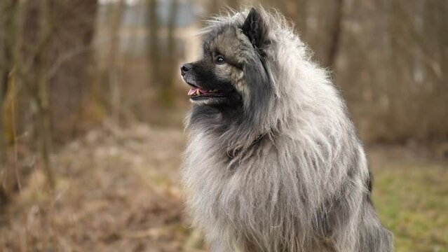 the wind blows a fluffy dog ​​through the fur. the keeshond looks happy.