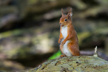 Naklejka na ściany i meble Red Squirrel posing, Brownsea Island Autumn Dorset