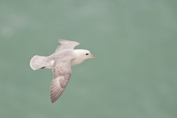 Fulmer on the Northumbland Coast line