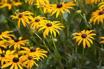 yellow flowers in the garden