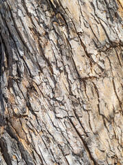 The texture of the bark of an old apple tree with snow in winter