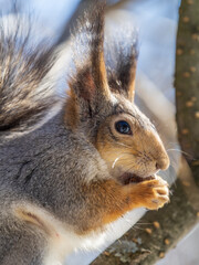 Obraz premium The squirrel with nut sits on tree in the winter or late autumn. Portrait of the squirrel close-up