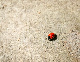 Ladybug on it's way