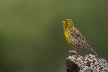Yellow Canary posing on a rock