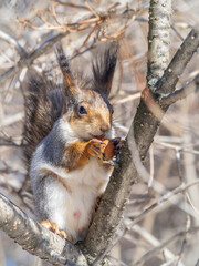 The squirrel with nut sits on tree in the winter or late autumn