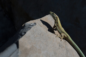 lizard on a rock portugal black background