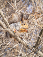 The squirrel with nut sits on tree in the winter or late autumn
