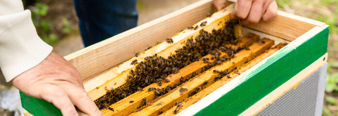 beekeeper's hand holds empty eaten honeycombs