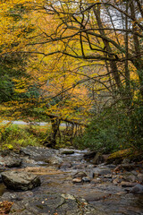 autumn in the forest