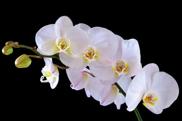 Naklejka na ściany i meble White orchid blooms. Close-up on a black background.
