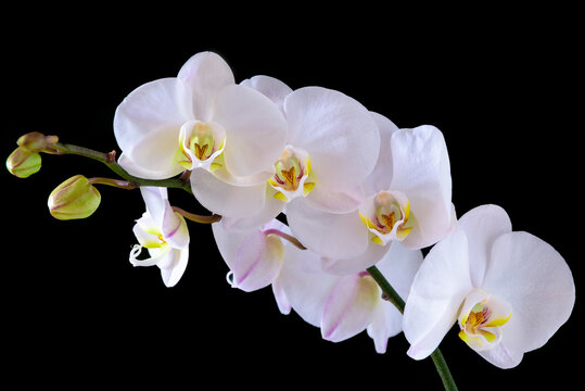 White orchid blooms. Close-up on a black background.