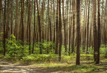 Dark wood of coniferous trees in a summer day. Nature background.
