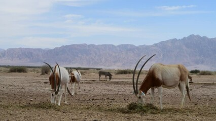 Antelope scimitar horn Oryx (Oryx leucoryx). Due to danger of extinction, the species was introduced from Sahara and adopted in nature reserves of the Middle East
