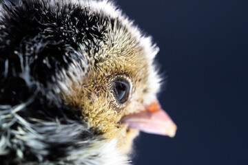 Close up macro photography baby black Appenzeller chick on dark blue background.