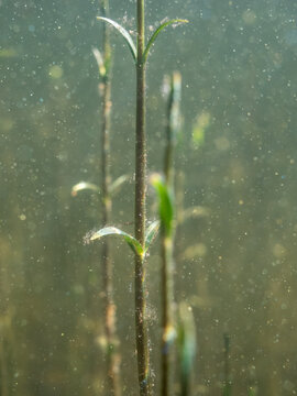 Underwater stems and leaves of tufted loosestrife aquatic plant