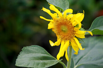 Leaves Tropical forest trees texture background wallpaper