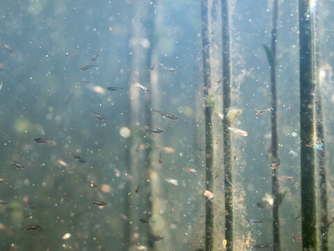 Common roach fish fry swimming among water plants