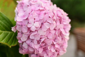 A pink hydrangea flowers, Bloom Hortensia flower