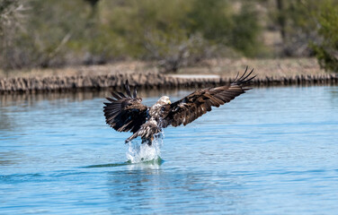 Back of a bald eagle grabbing a fish from a lake