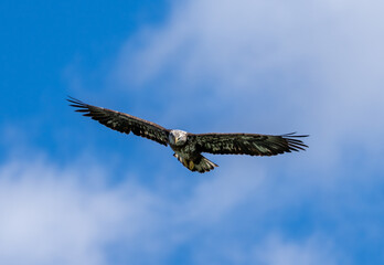 Juvenile Bald Eagle high in the sky