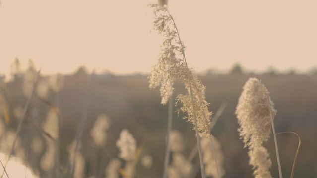 Reed Straws Swaying In The Wind At Sunset - close up