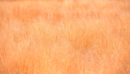 Tall yellow wild grass background - Etosha national park, Namibia.