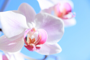 Fototapeta na wymiar nice orchid with blue background