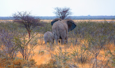 African elephants mother and baby - Etosha national park, Namibia