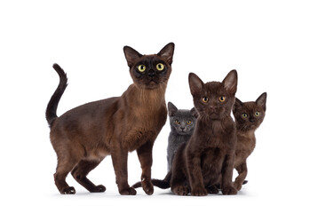 Family of 3 Burmese cat kittens with mother in different colors, sitting beside each other. All looking towards camera. Isolated on a white background.