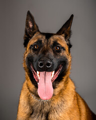 Belgian Malinois shepard studio portrait. Protective dog isolated on the neutral backdrop. Pets photo session in the studio. K9 trained police dog.