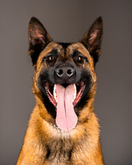 Belgian Malinois shepard studio portrait. Protective dog isolated on the neutral backdrop. Pets...