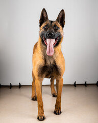 Belgian Malinois shepard studio portrait. Protective dog isolated on the neutral backdrop. Pets...