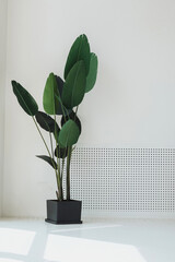 A green ornamental plant in a pot against a white wall, with many branches rising from the pot.