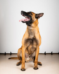 Belgian Malinois shepard studio portrait. Protective dog isolated on the neutral backdrop. Pets...