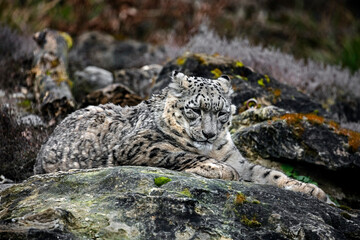 Snow leopard on the stone. Latin name - Uncia uncia	