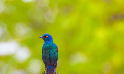 Cape starling (Lamprotornis nitens) sitting on a tree branch in Namibia