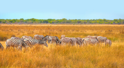 Naklejka na ściany i meble Herd of zebras in yellow grass - Etosha park, Namibia