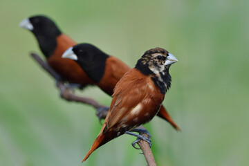 ugly spotted brow black and white feathers of young bird perching together with its family, black-headed or chestnut munia