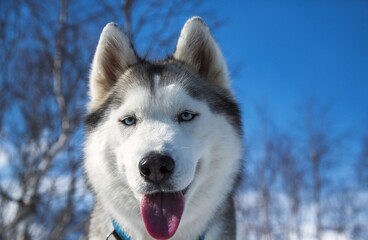 dog walks in the mountains in winter