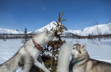 Naklejka premium dog walks in the mountains in winter
