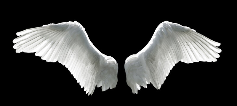 Angel wings isolated on grey background