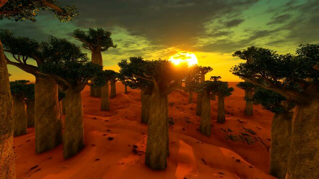 Field with Baobab trees and sunset in the background