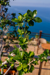 Green leaves with vegetation on the background of the sea. Vegetation with lush green flowers. Texture of green leaves. used for fresh or background concept.