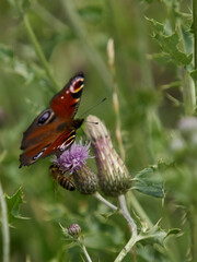 A peacock butterfly perched on a thistle flower in bright, soft summer sunlight. The butterfly shares the flower with a bee as it feeds.