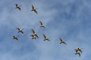 飛行する白鳥の群れ