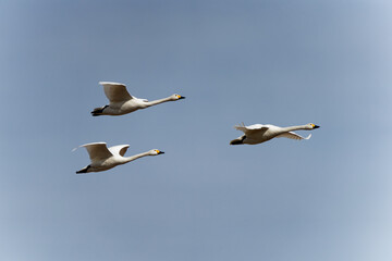 Fototapeta na wymiar 飛行する白鳥の群れ
