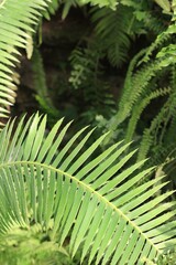fern leaves