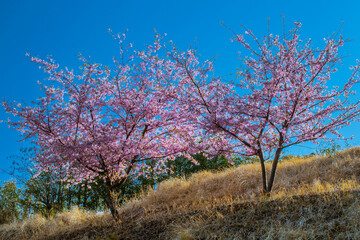 満開の河津桜　春イメージ