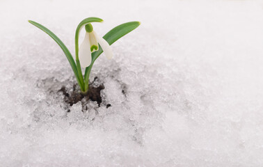 Snowdrop and Snow.
